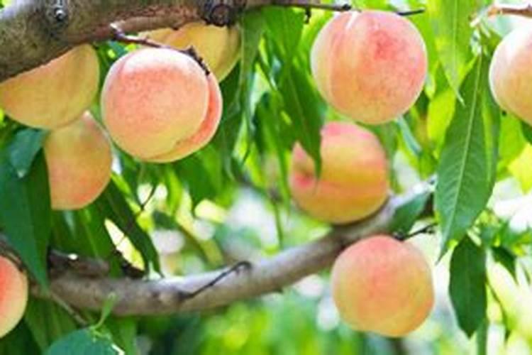 喹啉铜对桃子采摘安全期