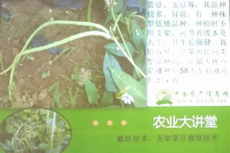 兰花新入盆要怎么样？比如上盆后多长时间可以浇第一次水,然后多长时间再...