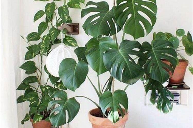 龟背竹花肥用什么合适 肥料制作与使用方法
