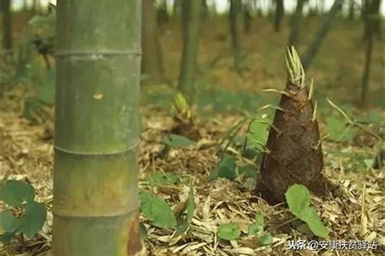 莴笋莲座期叶面肥喷多了会开裂吗？