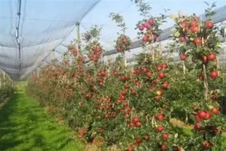 果树促花用什么叶面肥好？