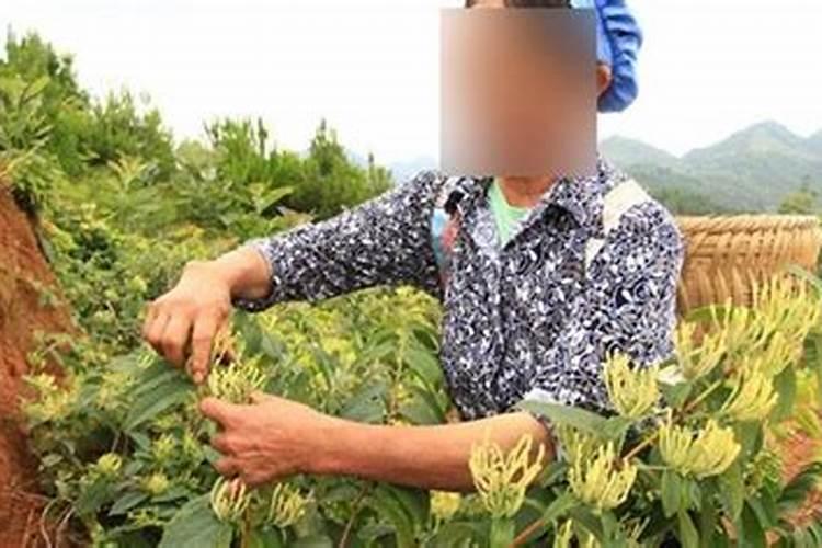 什么花盆里能铺苔藓