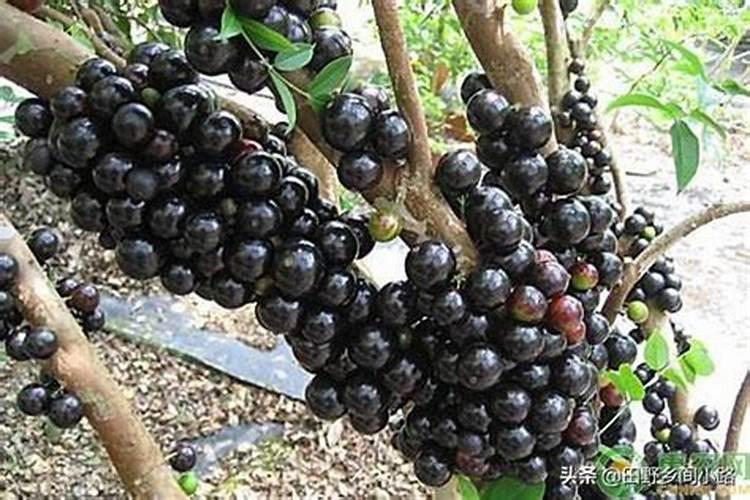 嘉宝果树施什么肥最好