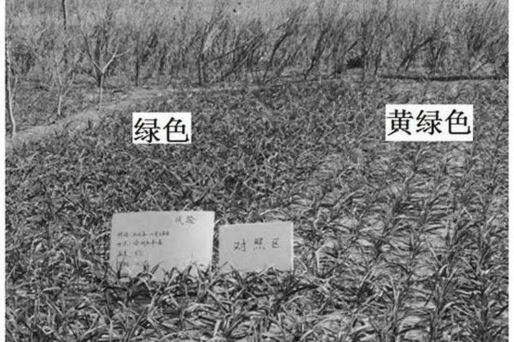 红糖为什么能做作物叶面肥