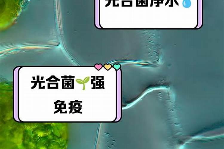 养殖塘水绿能上磷肥和鸡粪吗？