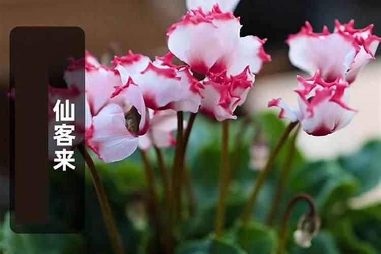 平菇菌棒的种植方法