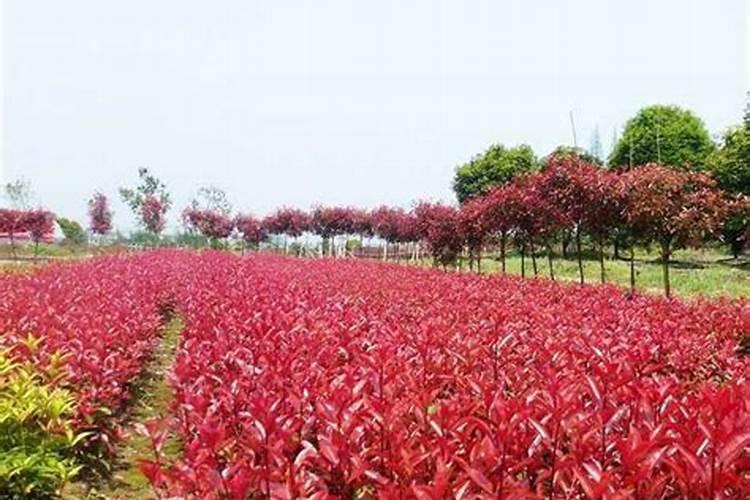 红叶石楠应该追什么肥料