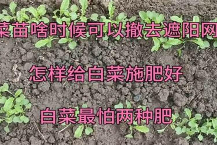 沙漠玫瑰叶子背面发红是什么原因