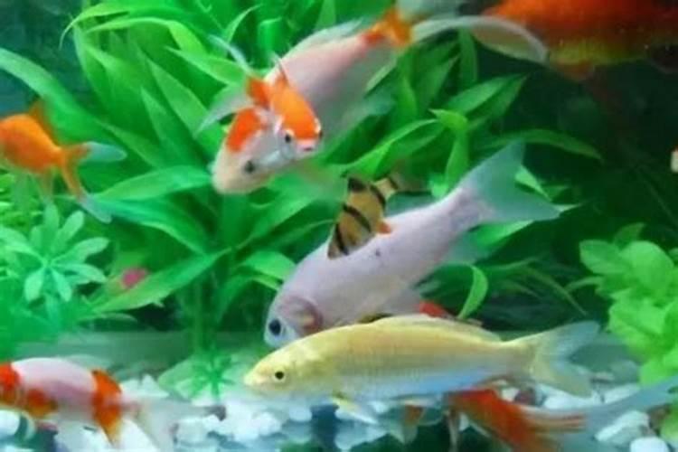 发现家里植物上有许多白色小虫,到底是什么？怎么除？