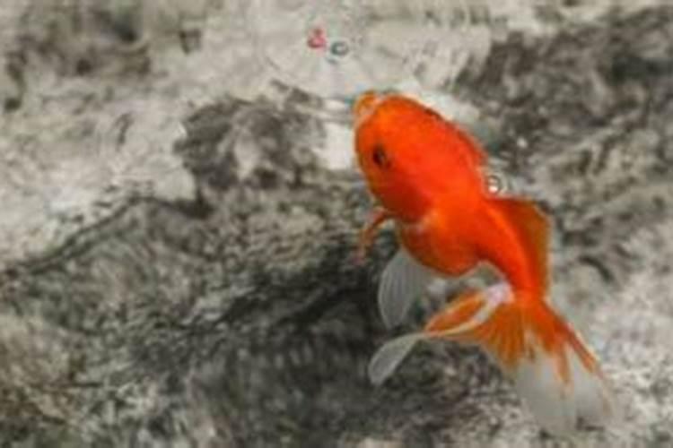 柑橘黄龙病怎么治啊