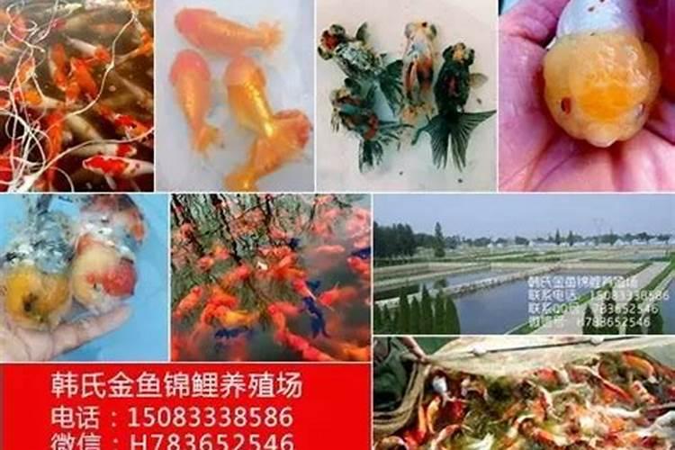 土霉素能治草莓苗的病害吗？