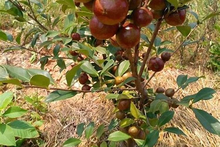 茶树花施什么肥最好