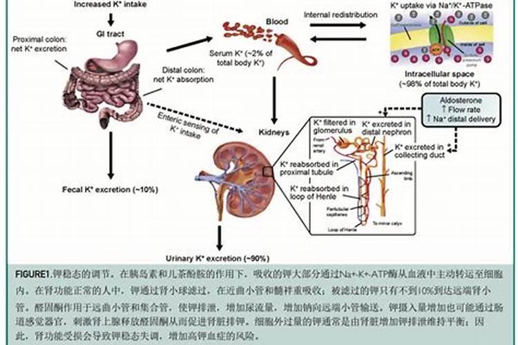 能够促进钾肥吸收的具体行动有哪些