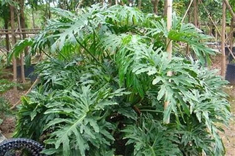 树苗让除草剂薰的卷叶不长怎么治‘？