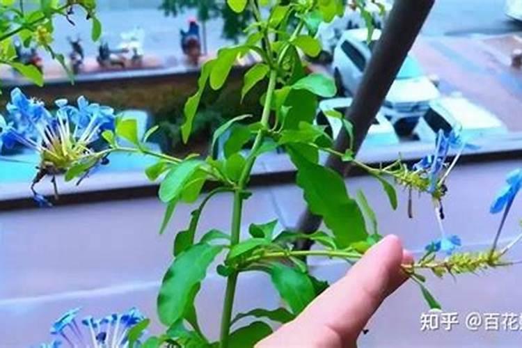 插技植物未生根能喷洒叶面肥吗？为什么？