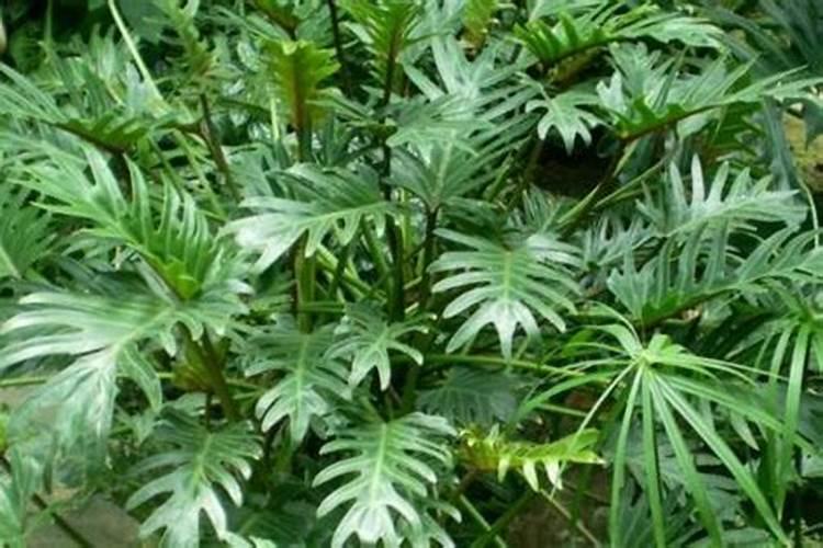 春羽施肥方法,用什么肥好