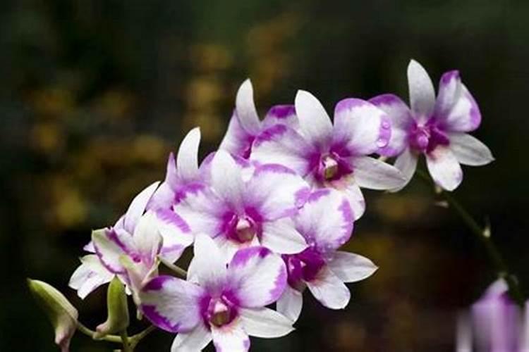 孔雀竹芋怎么养殖方法