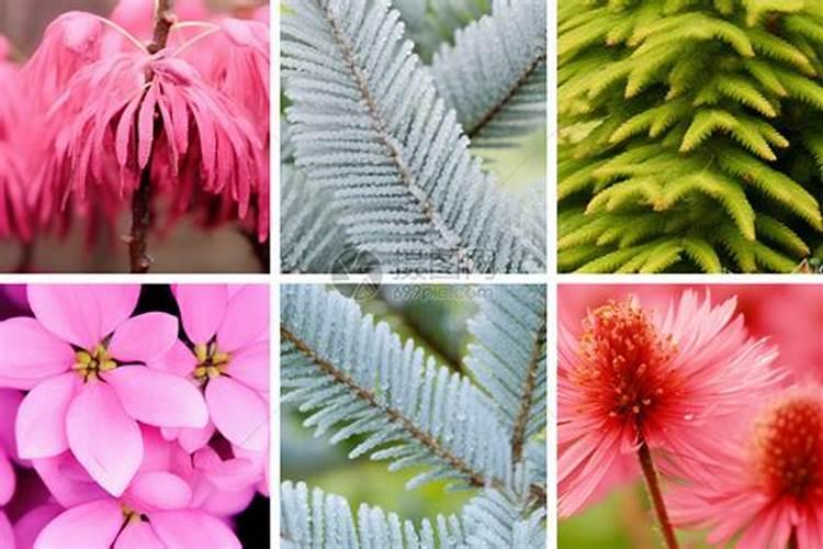 君子兰开花前怎么养护,只需要做好四个要点即可(花大色艳)