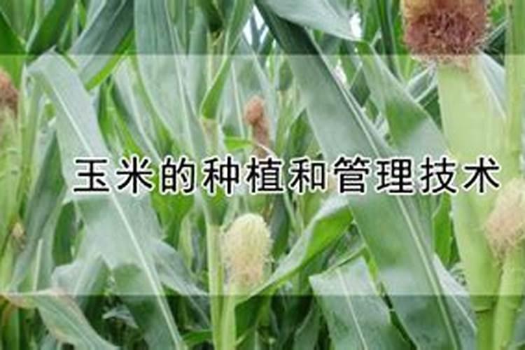玉米硼肥啥时施最佳