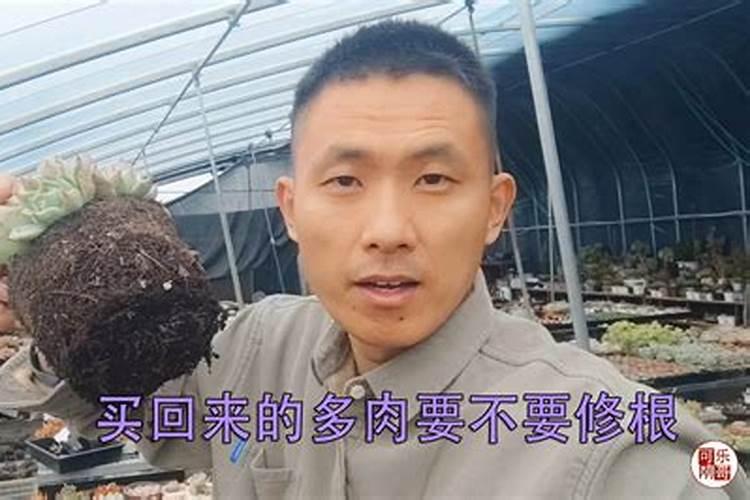 多肉植物不换土,施营养液能开花吗？