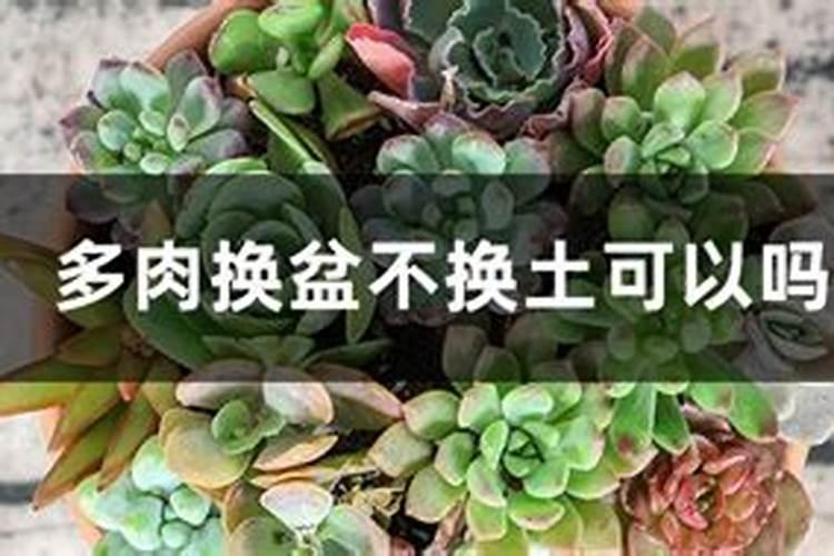 多肉要施肥吗,养殖多肉应该注意哪些问题