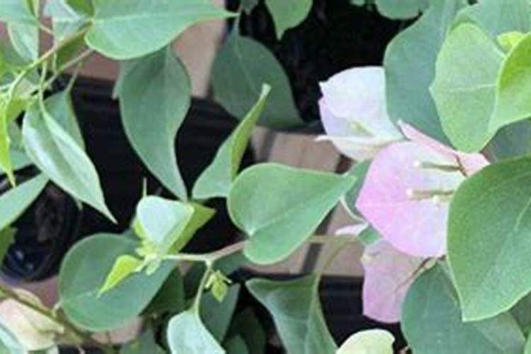 三角梅有花苞能喷磷钾肥吗 注意事项有哪些
