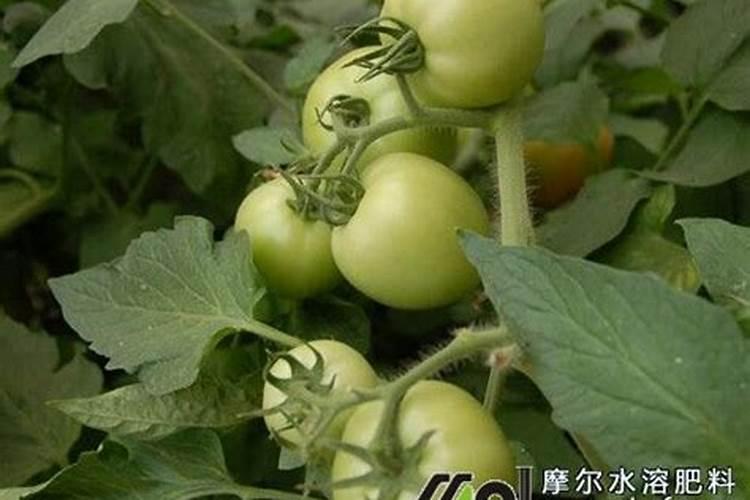 磷钾肥料的有哪些