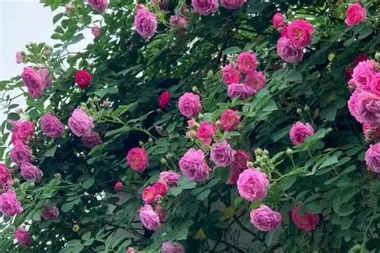 茶花怎么养护它的长势好