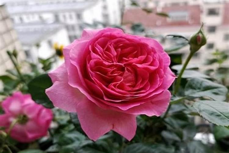 月季花冬天施什么肥料？月季花冬季修建和浇水的技巧