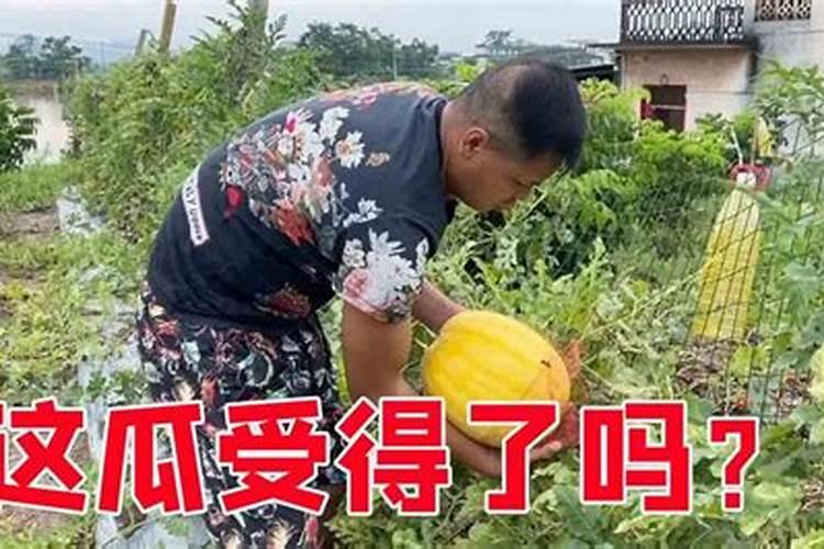 西瓜结果了需要施什么肥料