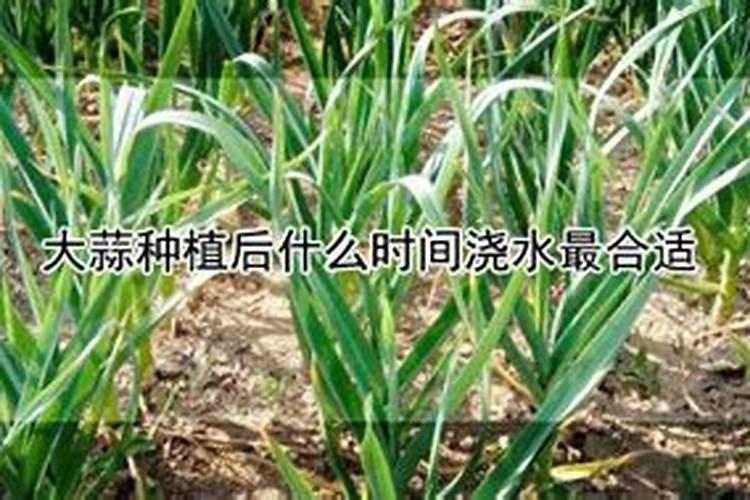 葫芦苗种植时间和方法