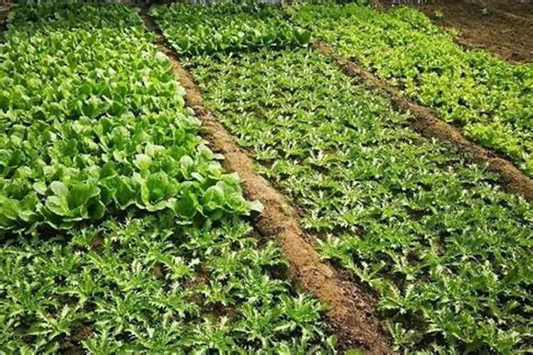 磷酸二氢钾在夏天在多高的温度下适用方法？