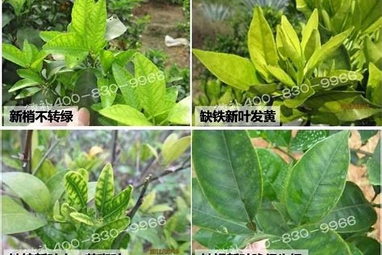 盆栽桔子树叶子发黄是怎么回事？盆栽桔子树叶子发黄怎么办(图)百度...