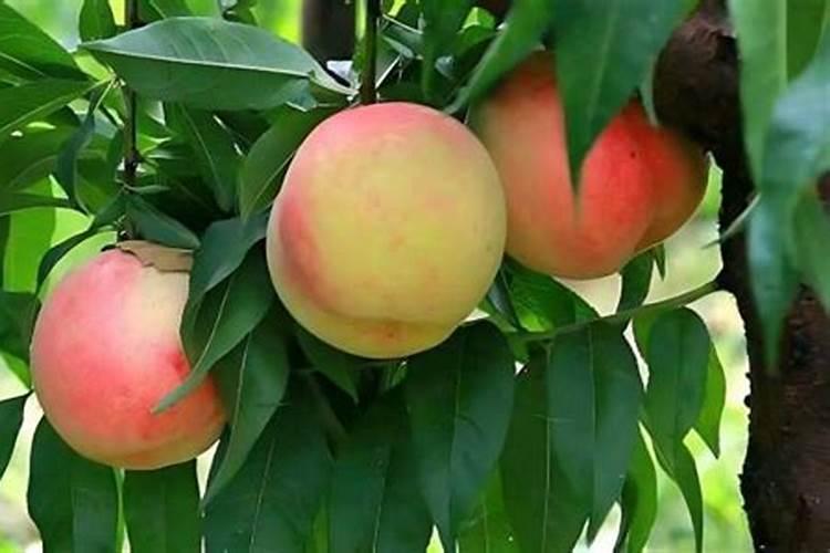 油菜什么时候施硼肥