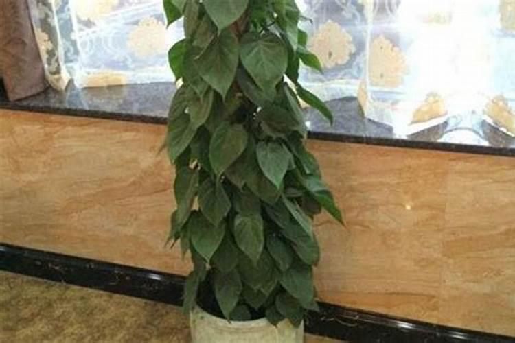 种植麦子怎么施肥