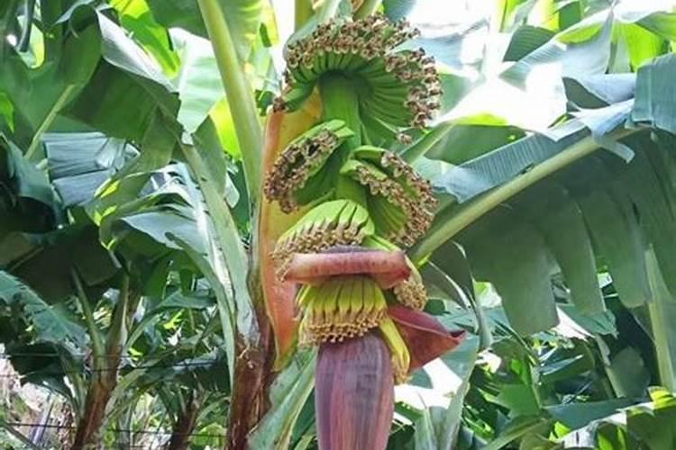 水培蔬菜用什么肥料？