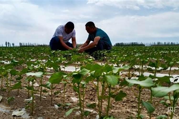 玉米用什么含量的肥料