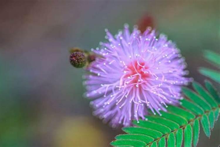 杏树在开花时可以打农药吗