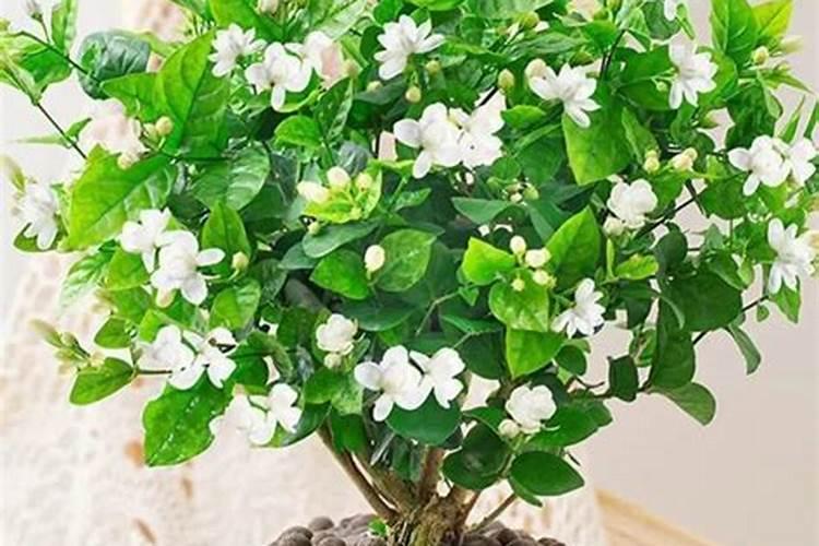 茉莉花最忌讳三种肥料