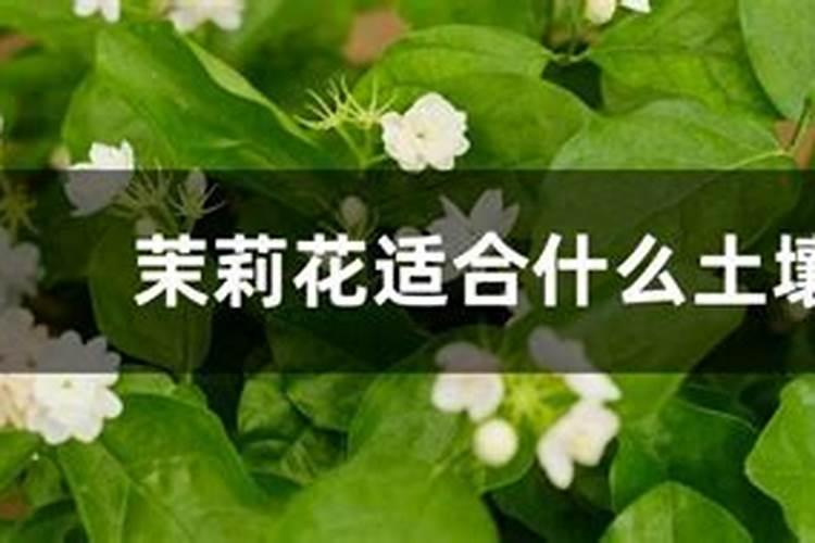 茉莉花浇什么肥料合适