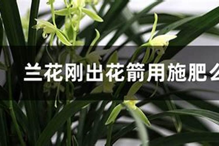 蟹爪兰有花苞了还能施肥吗