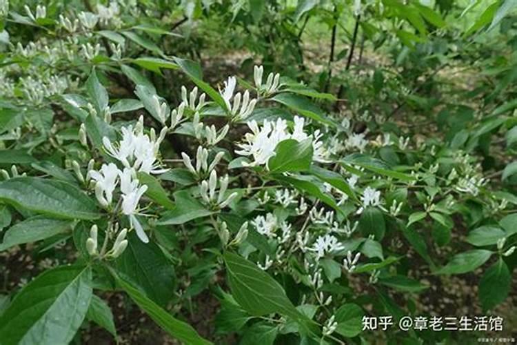 大豆硼肥如何使用？每亩大豆能使用多少硼肥叶面喷施？