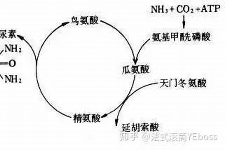氮肥是尿素吗