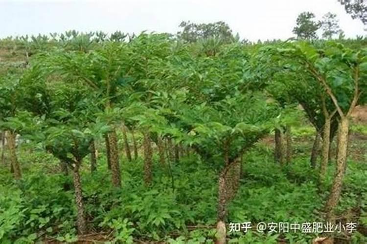 腐植酸叶肥和氨基酸叶肥有什么区别