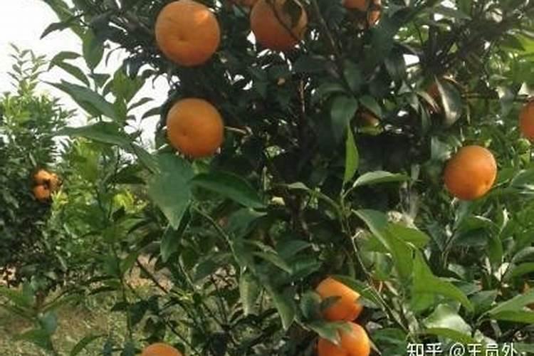 葡萄什么时候上肥料最好