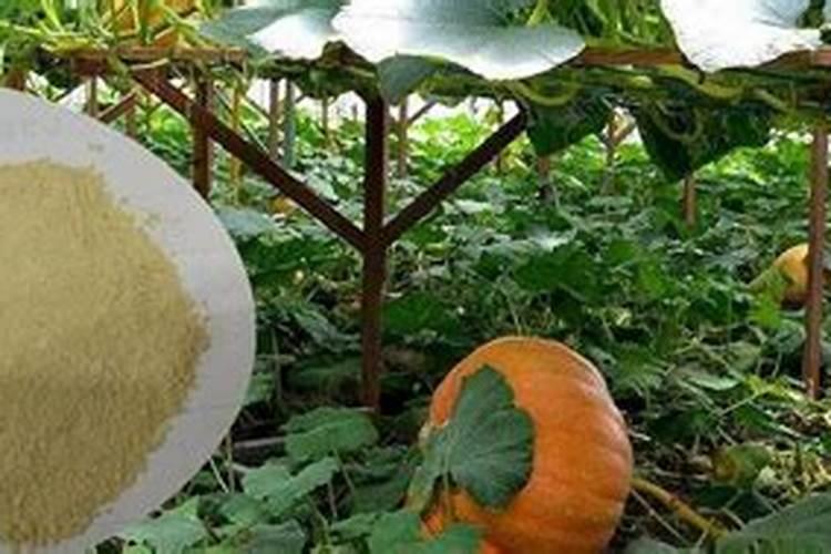 油菜种子的种植,都需要懂得哪些技术要领？