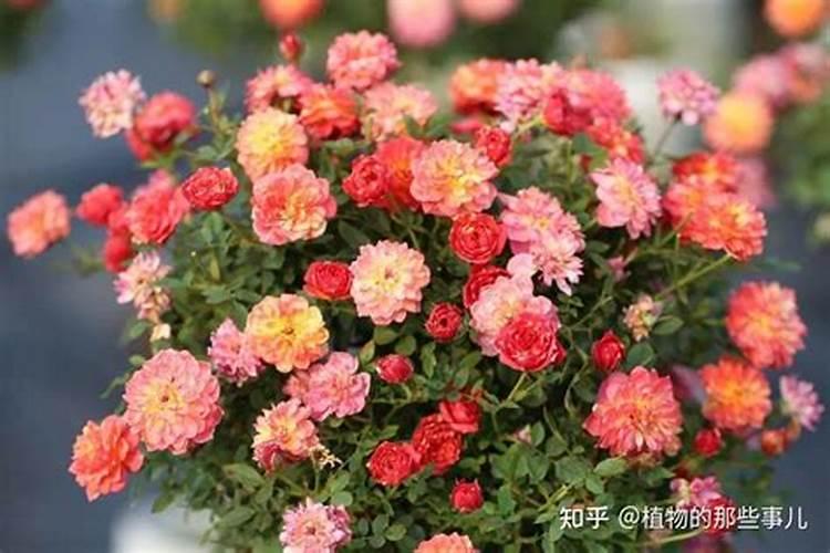 磷酸二氢钾适合哪些花到底磷酸二氢钾适合什么花