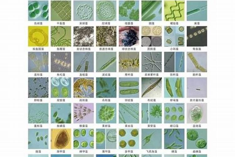 请问养虾要怎么养才会长得又肥又快？