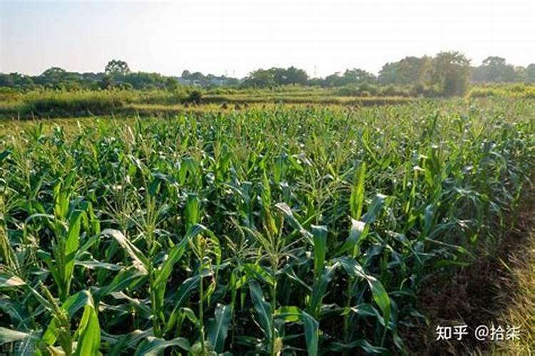 玉米地用什么肥料