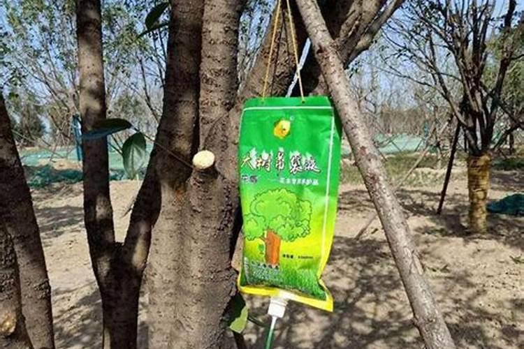 怎么让树以最快的速度长高长粗呢